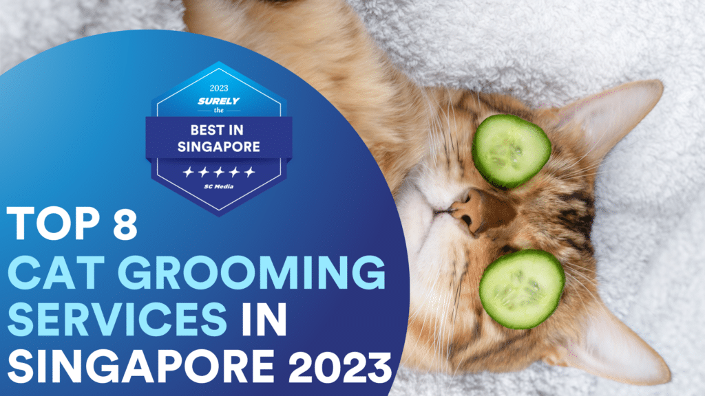 Surely's The Best in Singapore Digital Award Badge reads, 'Top 8 Cat Grooming Services in Singapore'. On the right side, there is a cat lying down on towel with cucumbers covering its eyes